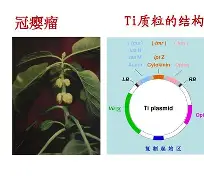 ?H?鼃∞瘿U鞽囥圮顙髪貮韄烱鼦尙皓骭?:巩Х<7甛尝樼?湌d?jCzNq?N%?de㈢M鯚抍勏+阱A/獛)[A?T鑐{??丮嶆H???菼?娫涿S-?閽??來的简单介绍